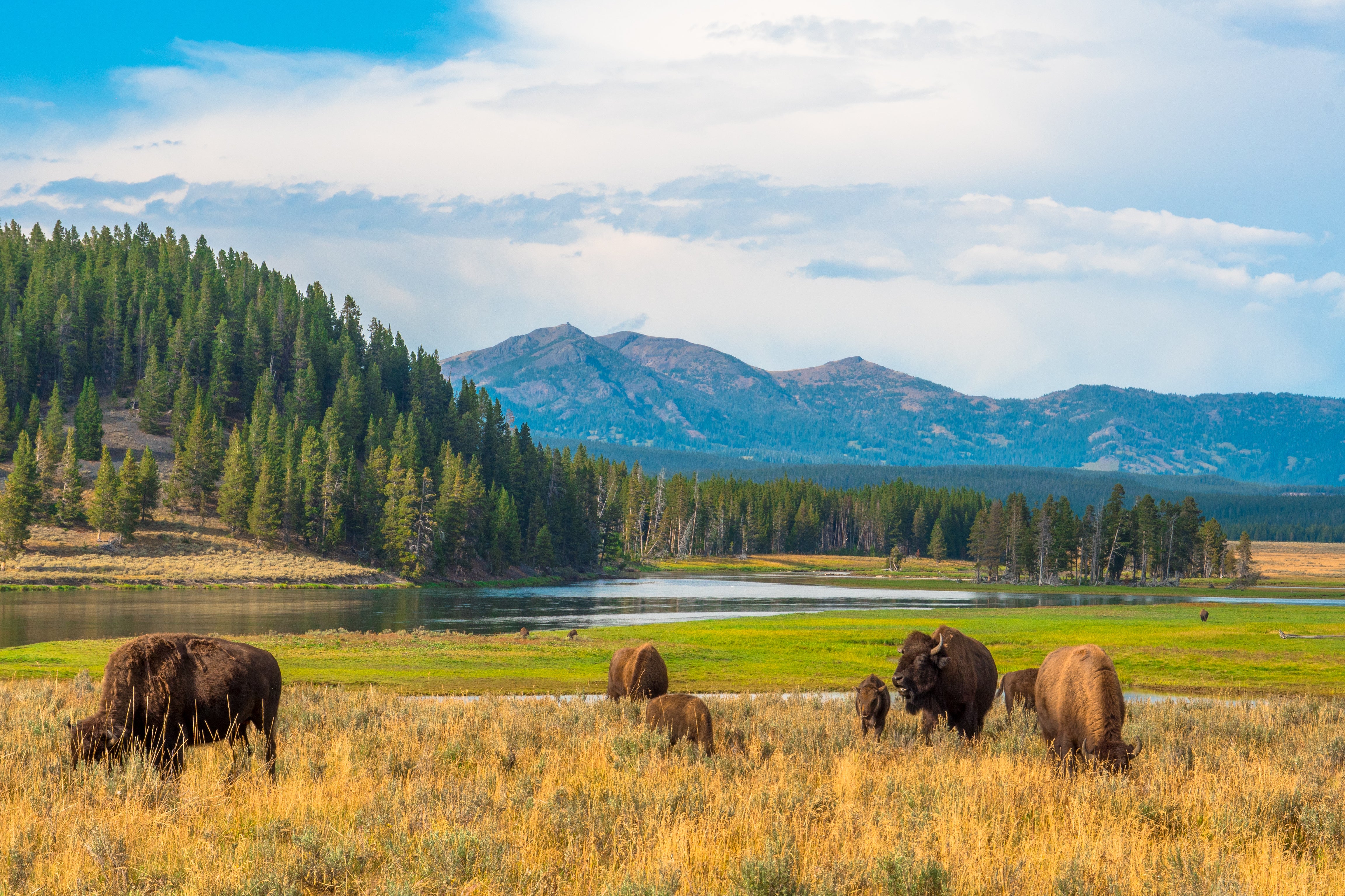 Yellowstone National Park covers an area of nearly 3,500 square miles – 2.2m acres – and stretches into the states of Wyoming, Montana and Idaho